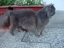 Gray apersian Cat 2