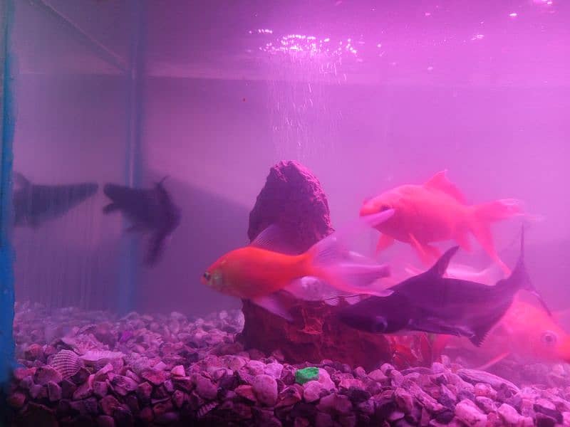 Gold Fish and Shark 5