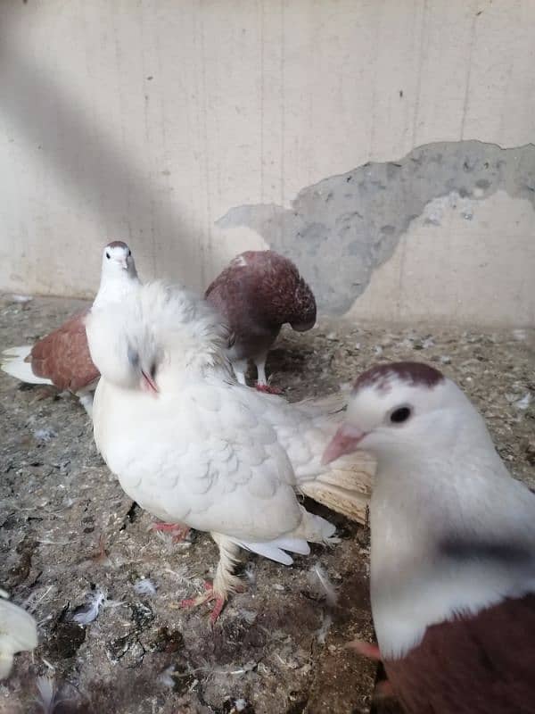 sherazi pigeon and fancy fantail pigeon 2