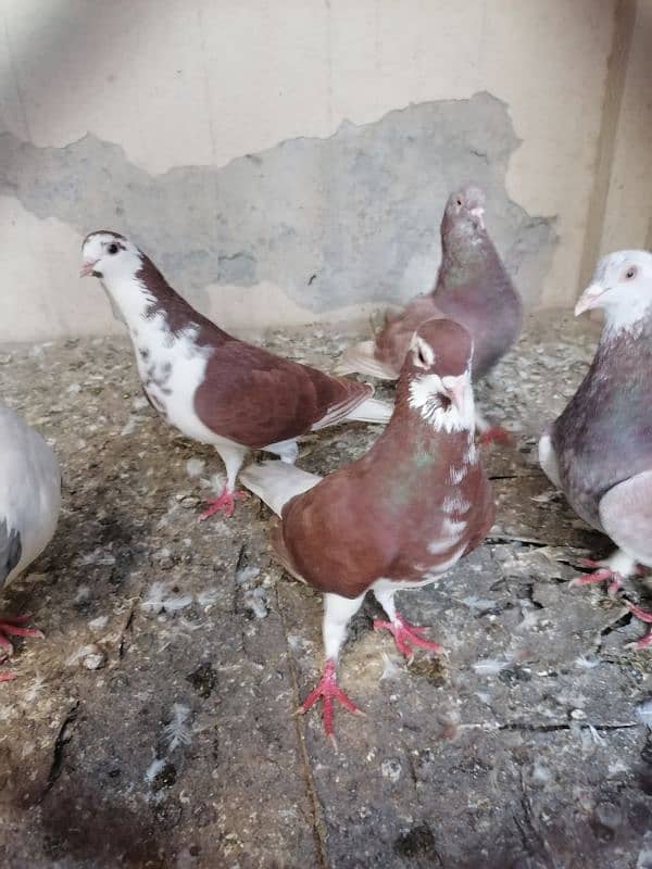 sherazi pigeon and fancy fantail pigeon 5