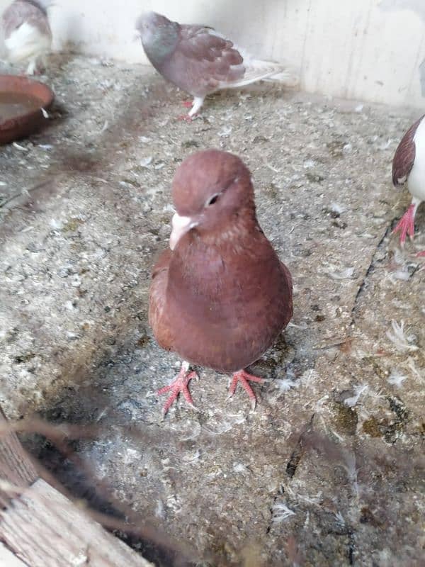 sherazi pigeon and fancy fantail pigeon 6