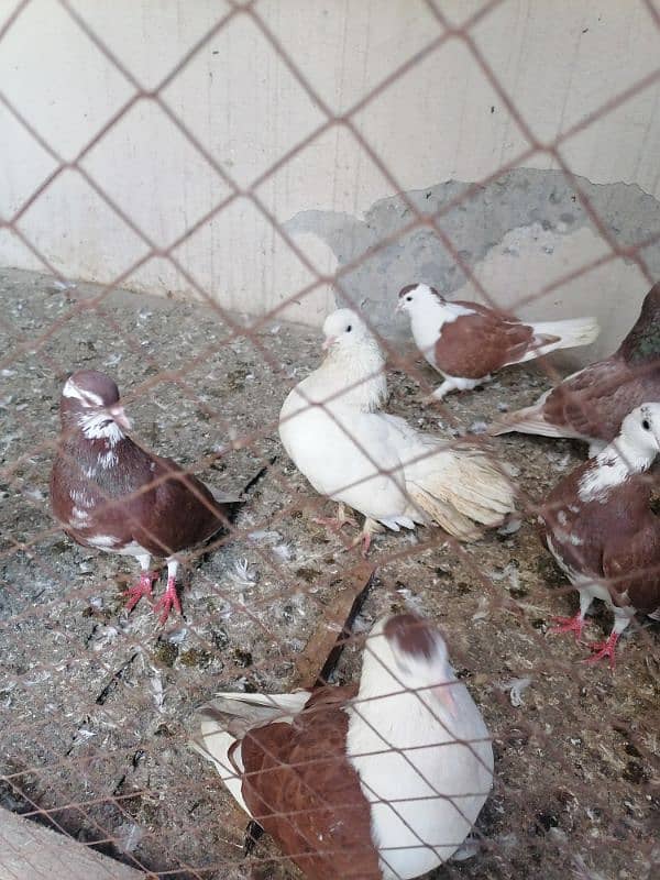 sherazi pigeon and fancy fantail pigeon 10