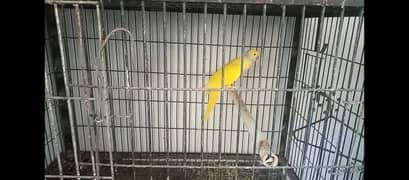 Yellow ringneck female