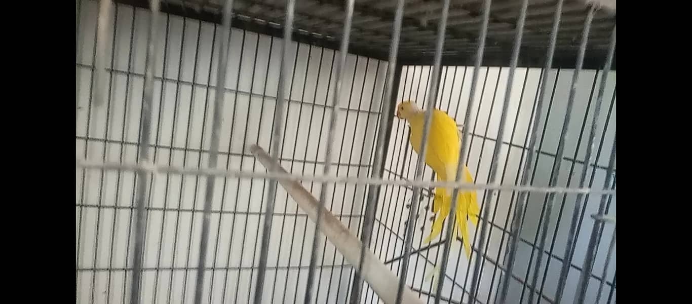 Yellow ringneck female 1