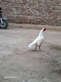 White heera aseel murga for sale