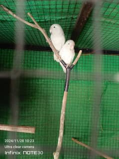 Albino Pastoline black eye