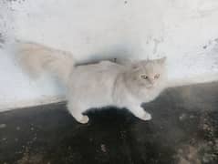 Russian Cat for sell