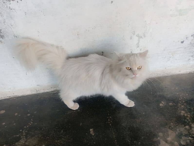 Russian Cat for sell 0