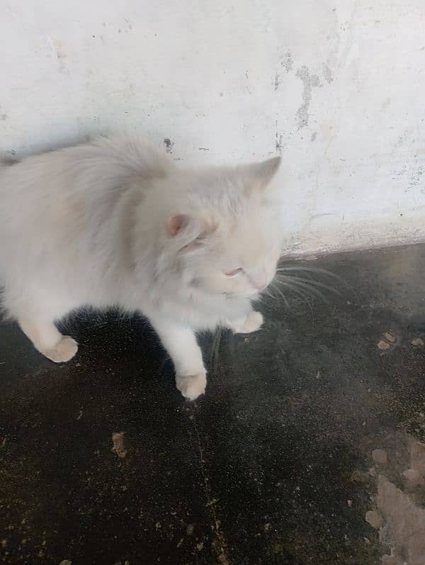 Russian Cat for sell 2