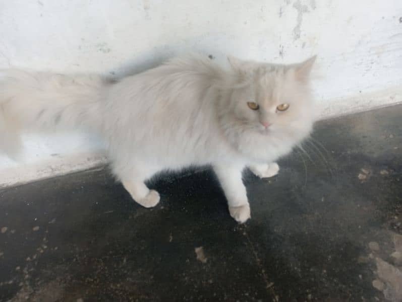 Russian Cat for sell 3