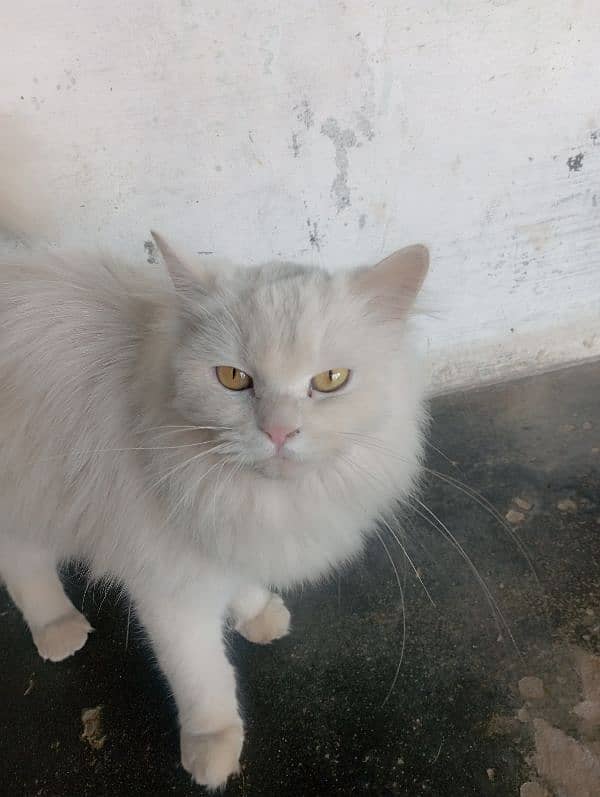 Russian Cat for sell 5