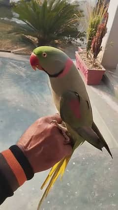 Raw parrot