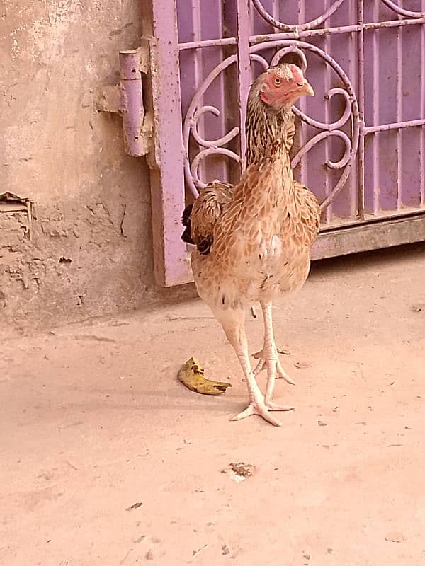 aseel hen for sale 0