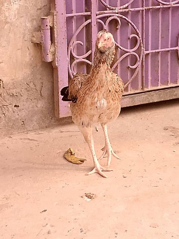 aseel hen for sale 1