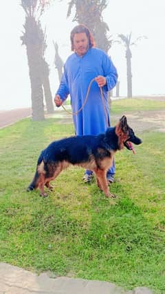 pedigree German shepherd male available for sale