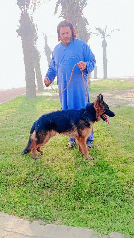 pedigree German shepherd male available for sale 0