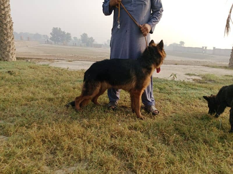 pedigree German shepherd male available for sale 1