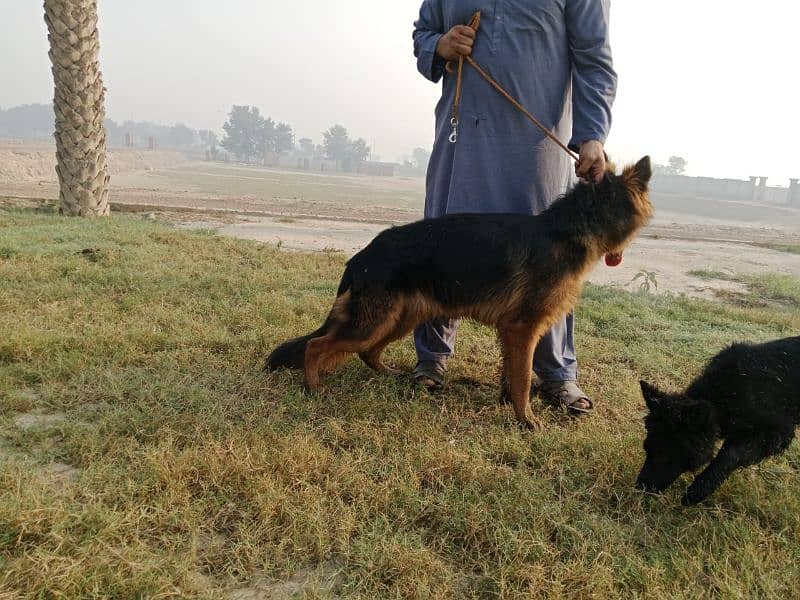 pedigree German shepherd male available for sale 2