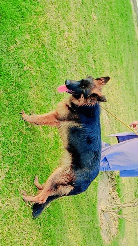 pedigree German shepherd male available for sale 3