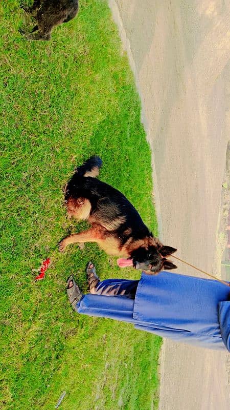 pedigree German shepherd male available for sale 5