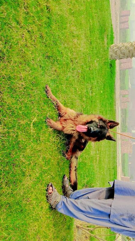 pedigree German shepherd male available for sale 6