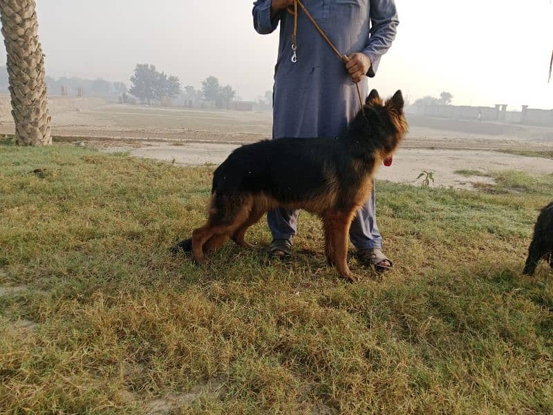 pedigree German shepherd male available for sale 7