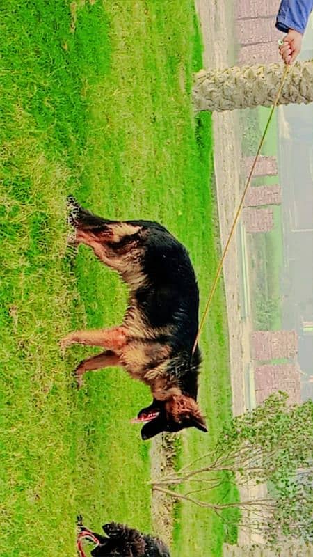 pedigree German shepherd male available for sale 8