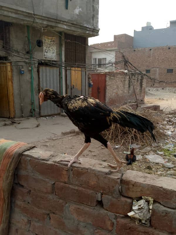 aseel hen for sale 2