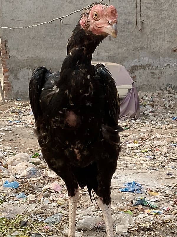 aseel hen for sale 5