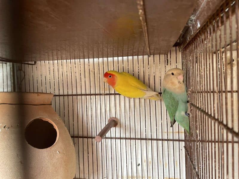 Cocktail, Lovebird, Albino, Bluefishri, Lotino, Fisher 3