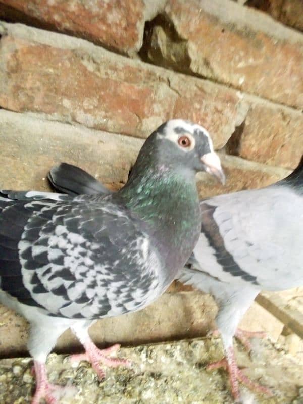 Qasid pair for sale 1