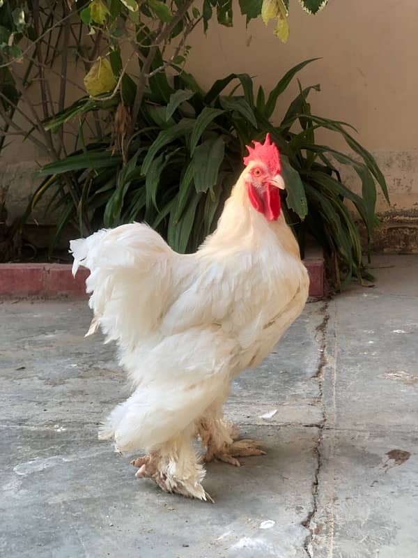 WHITE BUFF TRIO | BUFF PAIR | BRAHAMA MALE AND FEMALE 0