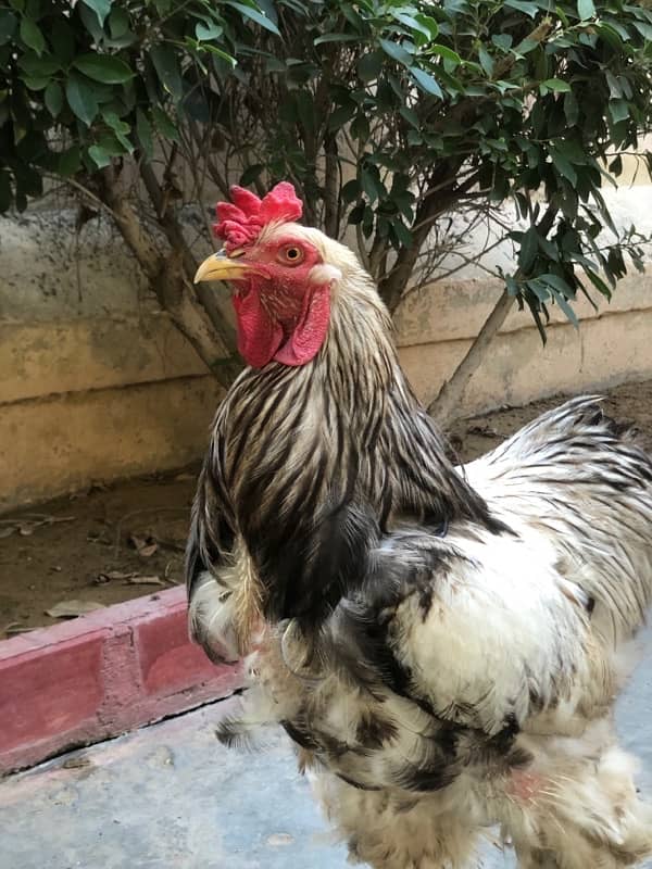 WHITE BUFF TRIO | BUFF PAIR | BRAHAMA MALE AND FEMALE 5