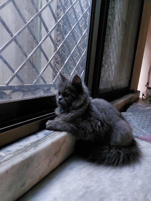 Persian cat 1