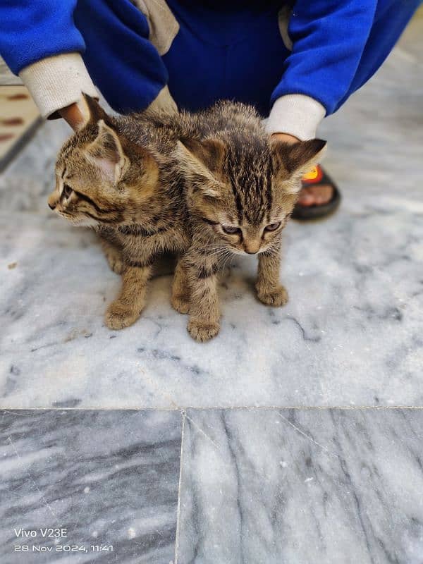 Female Cat with 2kids 1