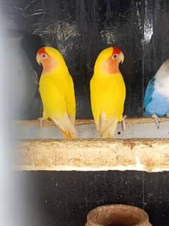 common Latino breeder pair