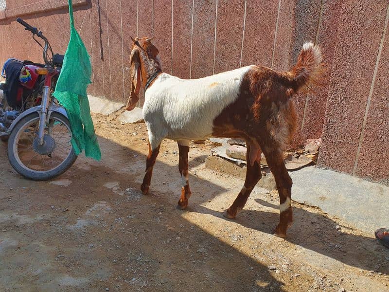 Bakri 0