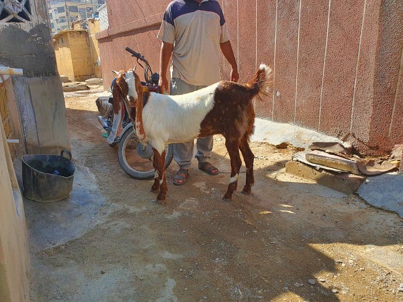 Bakri 1