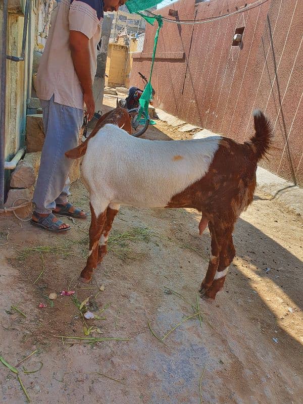 Bakri 6