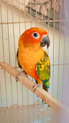 Sun Conure Pair Available for sale