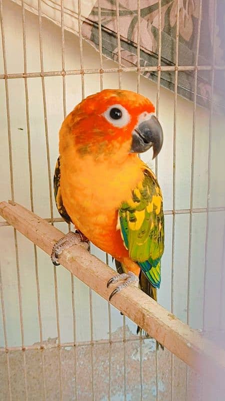 Sun Conure Pair Available for sale 0