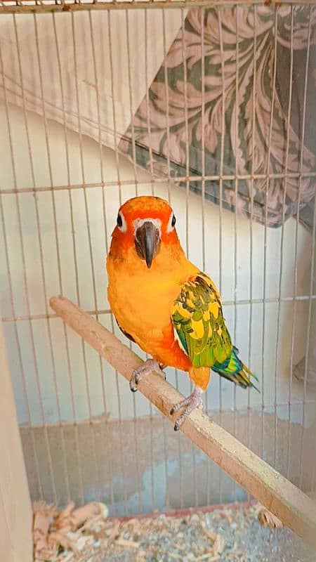 Sun Conure Pair Available for sale 1