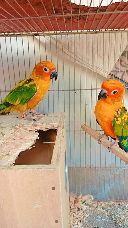 Sun Conure Pair Available for sale 2