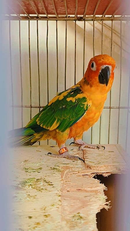 Sun Conure Pair Available for sale 3