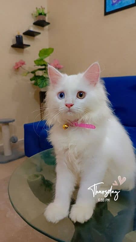 Persion kitten Odd eyes healthy beautiful Kitten 0