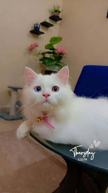 Persion kitten Odd eyes healthy beautiful Kitten 1