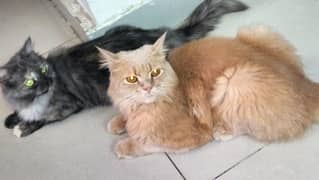 Pair of healthy Persian cats.