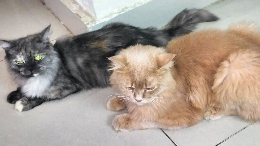 Pair of healthy Persian cats. 1