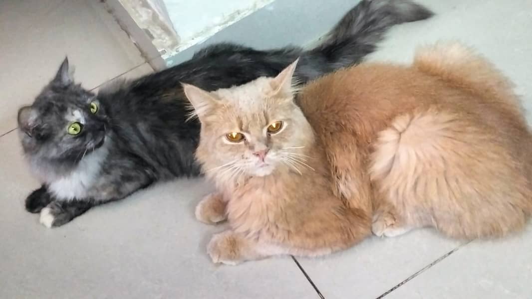 Pair of healthy Persian cats. 2