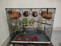 Australian Parrots. total 13 parrot included cage. 6 pairs. 100%breeder